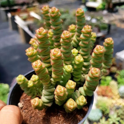 Crassula rupestris 'Baby’s Necklace' Live Plant | Compact Trailing Succulent in 2" Inch Pot | Rare Houseplant for Shelf & Desk Décor