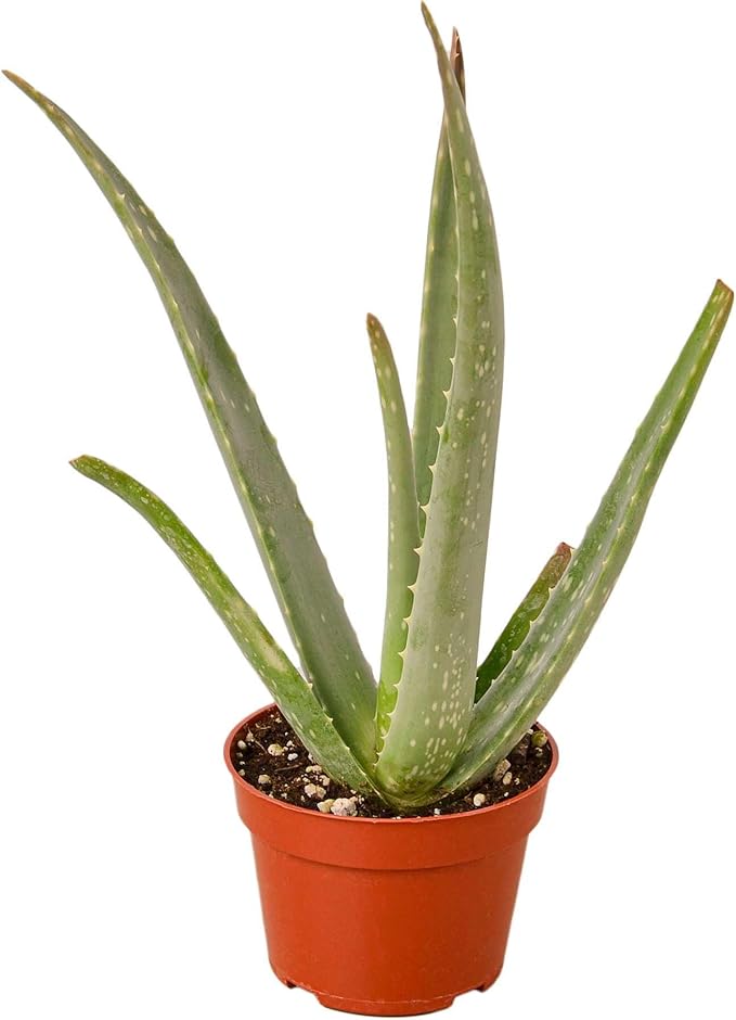Aloe Vera Live Plant for Indoor | Different Houseplants in 4'' & 6'' Pot | Real House Plant for Living Room, Office, Desk & Bathroom