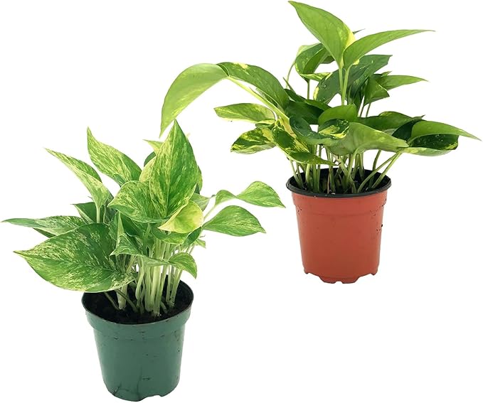 Live Pothos Plants - Epipremnum aureus Golden Pothos and ‘Marble Queen Pothos’ Bundle - ragnaroc Tropical Plant 5-8” Tall - 2ct Live Arrival Guaranteed - House Plants for Home Decor & Gift