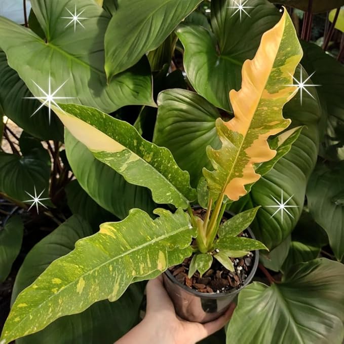 Variegated Philodendron Live Plant 4-8 Inches, Rare Indoor Houseplants for Container Growing (Fire Philodendron)