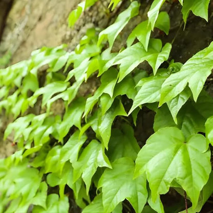 Green English Ivy Live Plants in 4 Inch Pot | Hardy Variegated English Ivy Live Plant for Home & Office Greenery | Low-Maintenance Glacier Ivy Houseplant for Desks, Windowsills & Hanging Displays