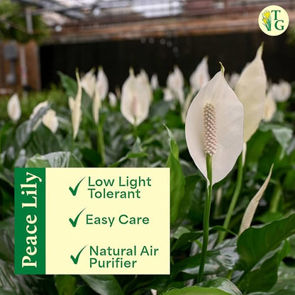 Thorsen's Greenhouse Live Peace Lily Plant, Spathyphylum, Low Light, Natural Air Purifier Live Indoor Plant, 4-6" Diameter Pot (Sage, 4-inch Pot)