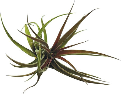 ragnaroc Air Plants - Tillandsia Brachycaulos Abdita, Large 4-6" - 3 ct - Live Arrival Guaranteed - House Plants for Home Decor & Gift