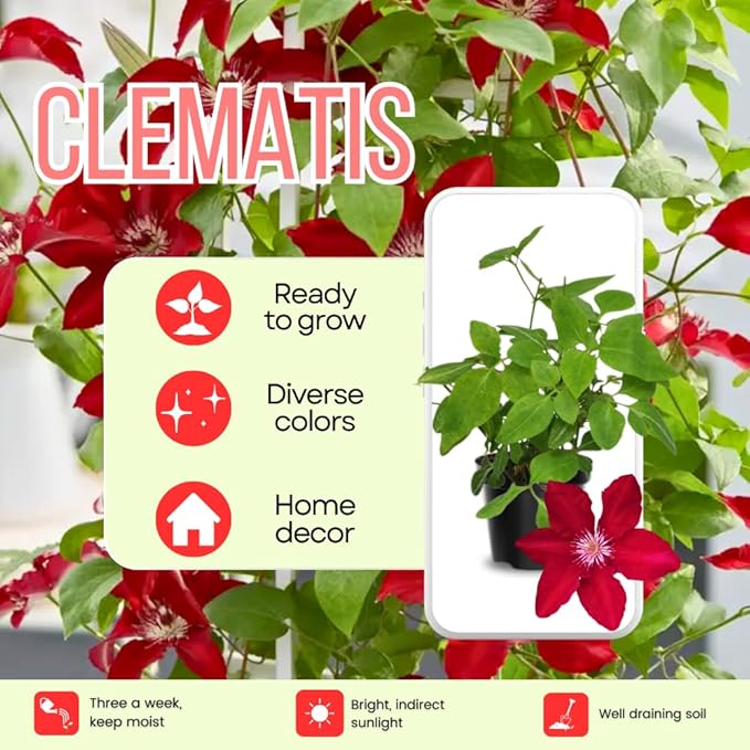 Red Clematis Vine Plant, Clematis Vine with Large Blooms Perennial, 2.5 Inc Pot for Outdoor Planting