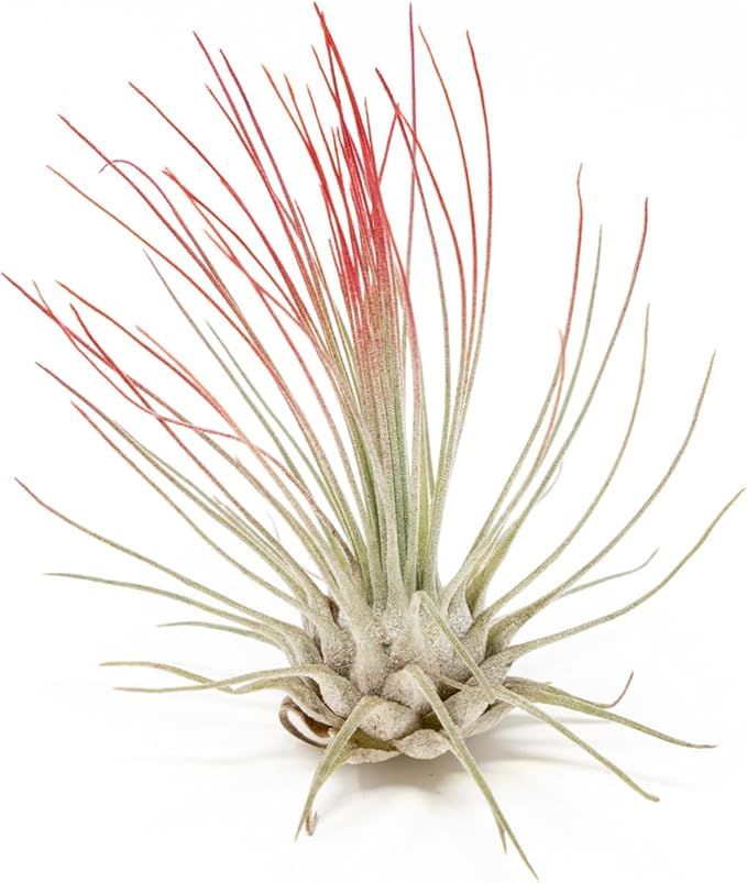 Red Colorful Tillandsia Air Plants - Long Lasting Color Enhanced Live Tillandsia Succulent House Plants - Home and Garden Decor - Easy Care Indoor/Outdoor Plants (Argentea Thin, Pack of 3)