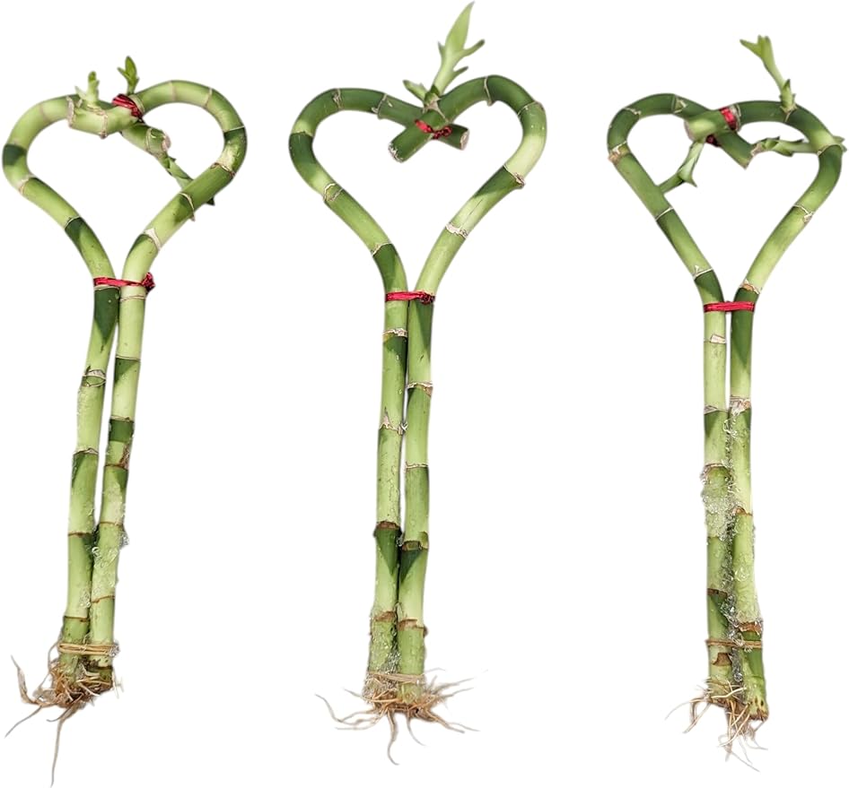 Lucky Heart Shaped Live Bamboo Plants, 8 Inch Height, Decorative Indoor Plant, 3 Pack