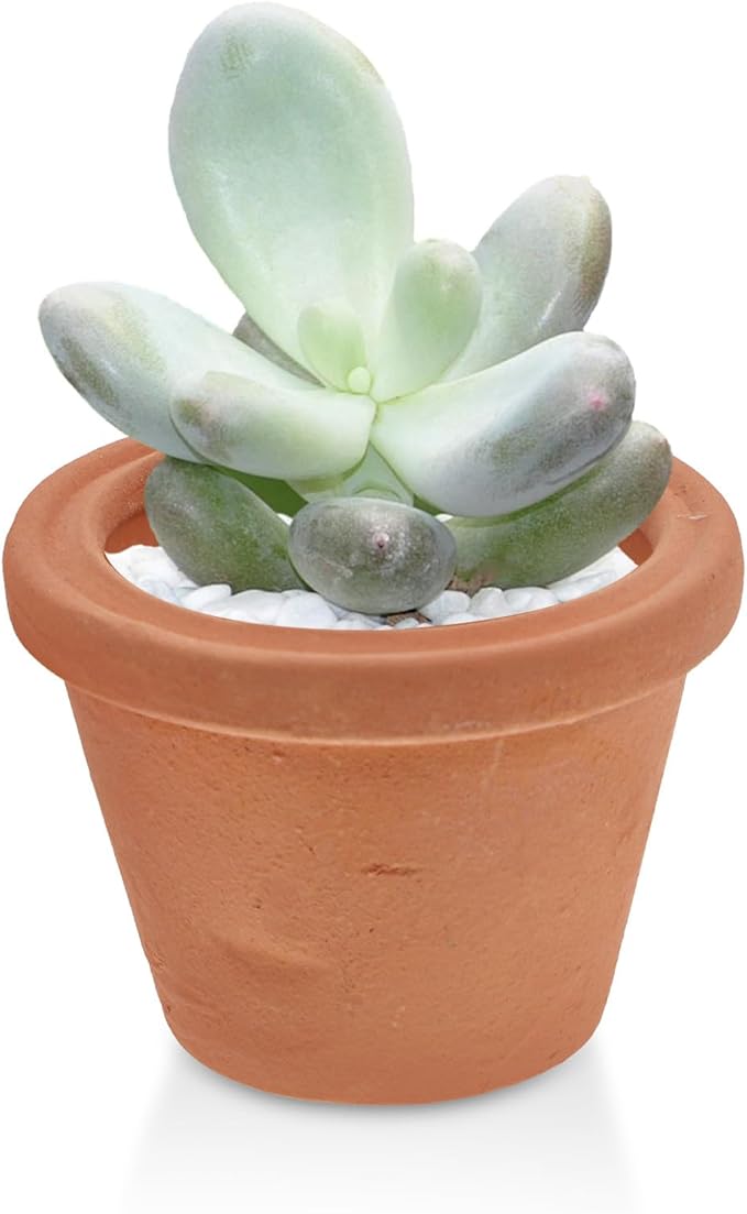 2pcs Mini Terracotta Pots Vintage Style Clay Planters for Succulents Small Indoor Garden Desk and Nursery Use