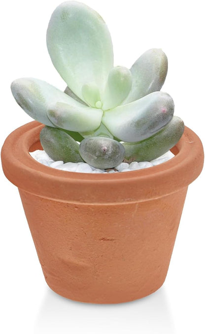Milisten Mini Red Clay Pots for Succulents 2Pcs Small Terracotta Planters Vintage Style Indoor Garden Craft Dollhouse Planter