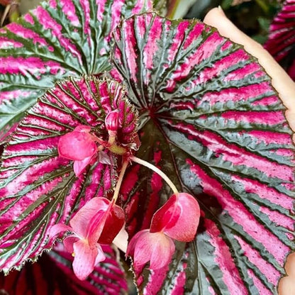 2 Begonia Live Plants Outdoor, Angel Wing Begonia Maculata Plants Live, 5-9" Tall, Ornamental Foliage Houseplant for Home or Office (Red Foliage)