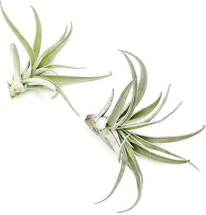 ragnaroc Air Plants - Flowering Tillandsia Harrisii, Large 3-5" - 2ct - Live Arrival Guaranteed - House Plants for Home Decor & Gift