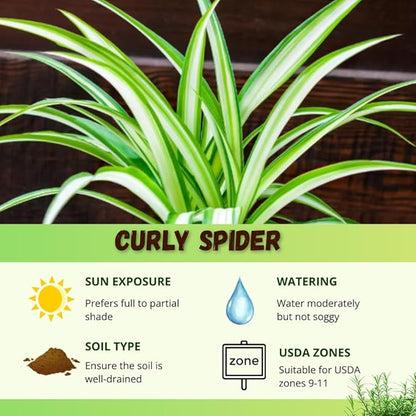 Curly Spider Plant Live 4 Inch Pot, Variegated Curly Leaves, Low Maintenance, Houseplant, Air Purifying