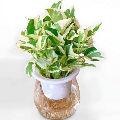 Pothos N’Joy Live Plant in 4 Inch Pot |Variegated Epipremnum Aureum Houseplant with White-Green Leaves | Easy-Care Indoor Pothos Live Plants for Home Office Décor