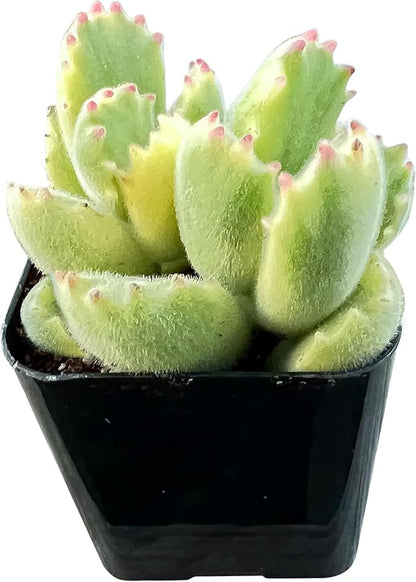 Sprout N Green Variegated Bear’s Paws in 2" Starter Pot, Live Succulent Plant Fully Rooted in Planter with Soil, Home Office Indoor Outdoor Wedding Decoration DIY Project
