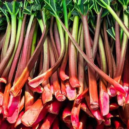 2 Victoria Rhubarb Roots for Planting, Large Rhubarb Crowns 6-10 Inch Tall, Rhubarb Plants for Planting, Perennial Vegetable Roots