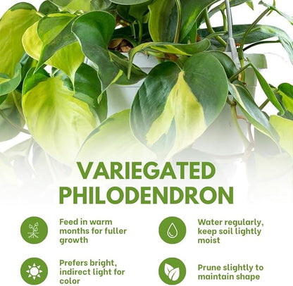 Variegated Yellow Green Philodendron Live Plant, Tropical Plant in 4 Inch Pot, Ready to Grow, Live Indoor Houseplant