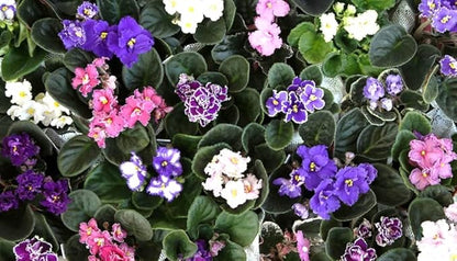 8 African Violet Plants 4'' pots -World's Best Blooming House Plant
