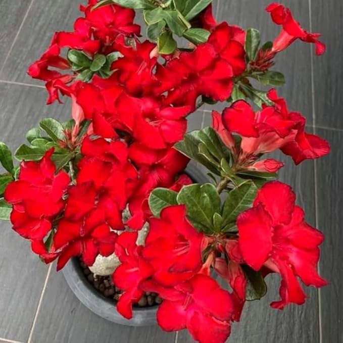 Red Desert Rose Plant Live, Adenium Desert Rose Flowers, Perennial Flowers Succulent Plant, Vibrant Bloom, 4 to 7 Inch Tall, Well Rooted
