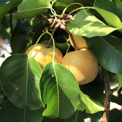 Hosui Asian Pear Trees Live Plants| 2.5–3 Ft Live Potted Tree | Sweet Juicy Fruit Tree for Indoor & Outdoor Spaces | No Ship to CA,HI,AK