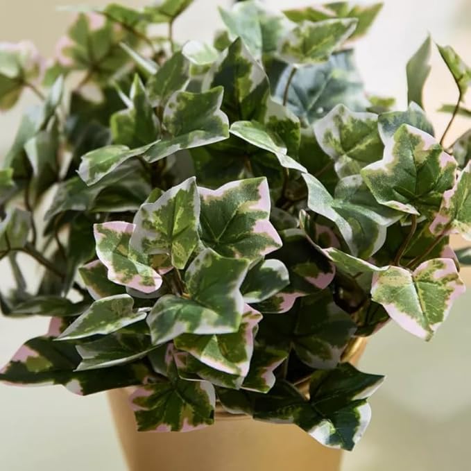 Live English Ivy Plant, Live Indoor Houseplant 4 Inch Pot, Hardy Groundcover, Trailing, Climbing Plants - Variegated Cream Ivy