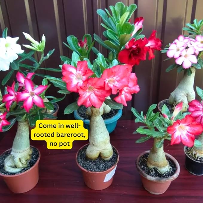 Mixed Desert Rose Plant Live, 4-7" Tall, Adenium Obesum Well-Rooted Succulent for Indoor Outdoor Displays