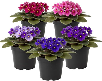 African Violets Live Plants, 4 Inches Pot, African Violet Plant, Easy Care Houseplant for Home and Office Decoration, Random Color