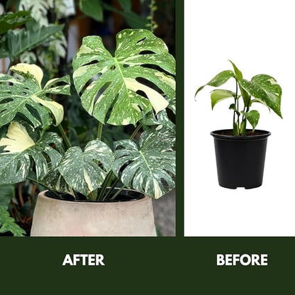 Thai Constellation Monstera Plant, Live Variegated Monstera Houseplant, 4-6 Inches Tall for Indoor or Outdoor Planting