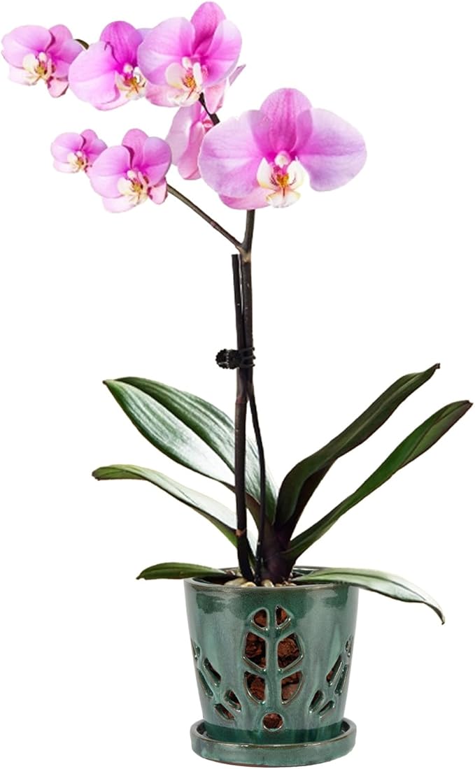 W&W Orchid Pot with Holes and Saucer for Repotting, Green Mix, 5.5 Inches