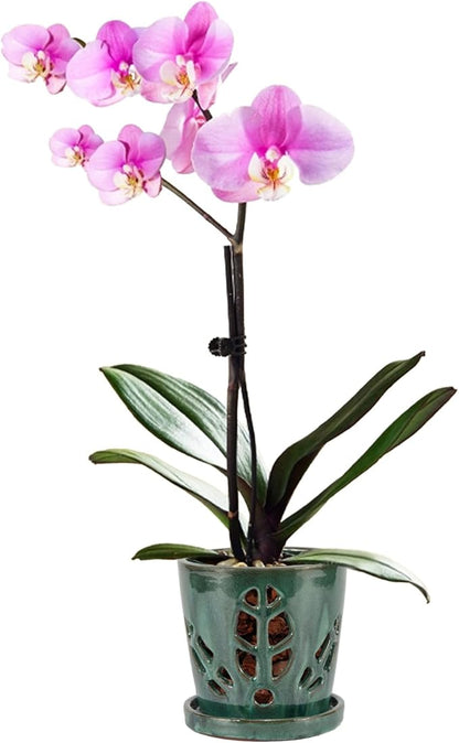 W&W Orchid Pot with Holes and Saucer for Repotting, Green Mix, 5.5 Inches