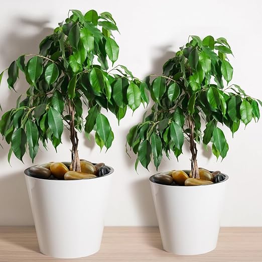 10lbs Pebbles for Indoor Plants, 2-3 Inch Mixed Color High Polished Large River Rocks Outdoor Decorative Stones Vase Filler Fish Tank Aquariums Landscaping Garden Outdoor and Indoor DIY