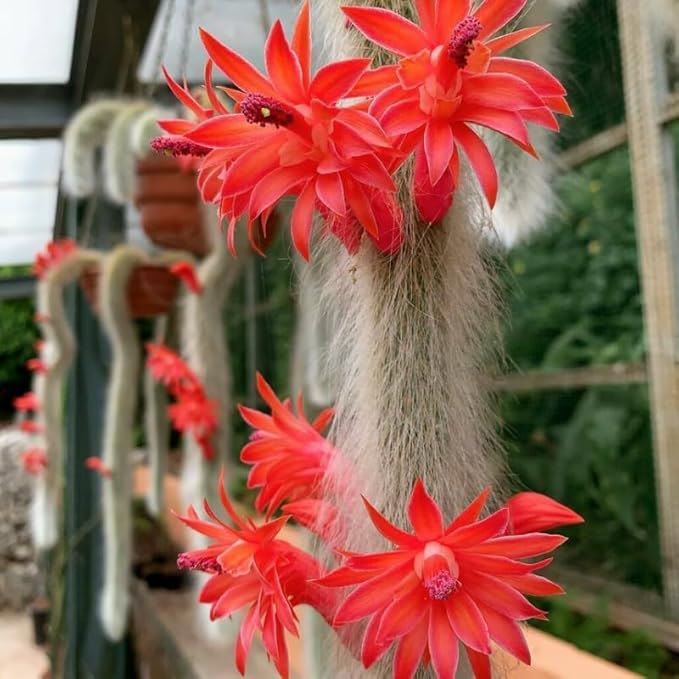 Monkey Tail Cactus Live Plants for Planting, Live Monkey Tail Cactus Houseplant Succulents in 2" Pot for Indoor Outdoor Planting