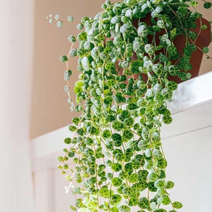 String of Pearls Plant Live 4 Inch Pot, Rare Succulents Plants in Hanging Baskets, Trailing Succulent Houseplant for Home Office (String of Turtles)