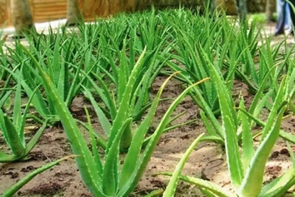 Aloe Vera Plant Live, 4 Inc Potted, Live Aloe Vera Plant Indoor, Succullent Plant Live