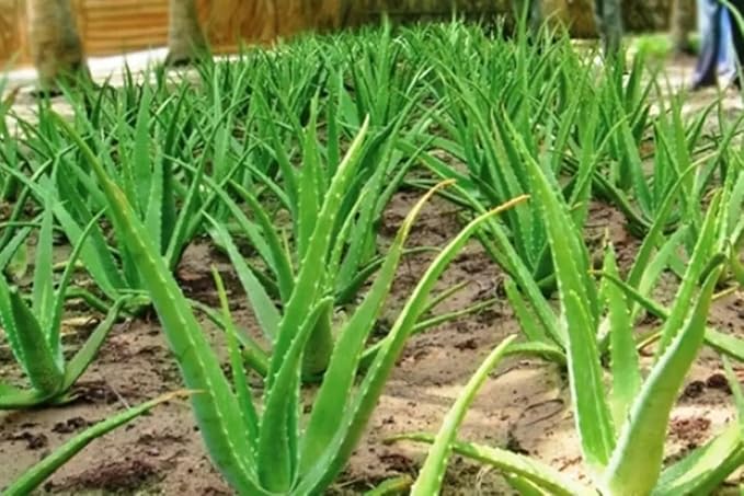 Live Aloe Vera Plant, Aloe Vera Plant Live, 4 Inc Potted, Live Aloe Vera Plant Indoor, Succullent Plant Live for Garden