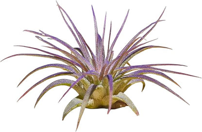 Rainforest Grown 3 Pack Ionantha Air Plants Assorted Sizes Color Pop Enhanced Coloring - Live Tillandsia - 1 to 3 inches â€“ Succulents 30 Day Guarantee
