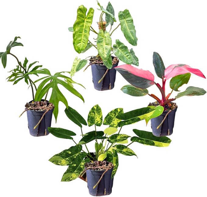 2 Rare Philodendron Live Plants Varieties Collection, Philodendrons Plants Size 5-9 Inc for Indoor Houseplant Décor, Ornamental Tropical Well-Rooted (Random Philodendron Plants)