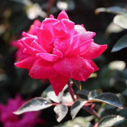 Brighter Blooms - Pink Knock Out® Rose Tree, 2-3 ft. - No Shipping to AK, AZ, HI
