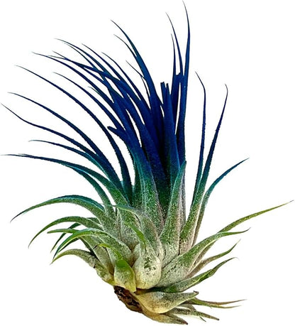 ragnaroc Air Plants - Tillandsia Ionantha, Regular 2-3" - 1ct - Organically Enhanced Color - Live Arrival Guaranteed - House Plants for Home Decor & Gift, Ocean