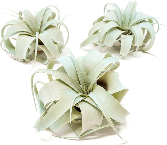 Light Blue Colorful Tillandsia Air Plants -Long Lasting Color Enhanced Live Tillandsia Succulent House Plants - Home and Garden Decor -Easy Care Indoor/Outdoor Plants (Mini Xerographica, Single)