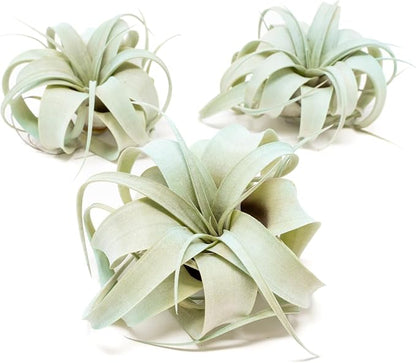 Light Blue Colorful Tillandsia Air Plants -Long Lasting Color Enhanced Live Tillandsia Succulent House Plants - Home and Garden Decor -Easy Care Indoor/Outdoor Plants (Mini Xerographica, Single)
