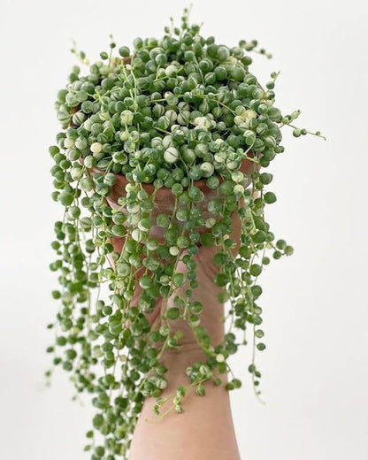 String of Pearls Plant Live 4 Inch Pot, Rare Succulents Plants in Hanging Baskets, Trailing Succulent Houseplant for Home Office (Variegated String of Pearls)