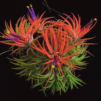 Tillandsia Plants, Red Tillandsia Air Plants Live, Combo 15 Succulents Plant Live, House Plant Indoor Outdoor, 2 Inc Tall