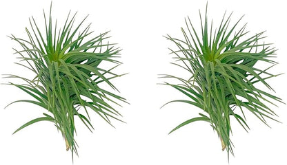 ragnaroc Air Plants - Flowering Tillandsia Pink Paske Large 5" - 2ct - Live Arrival Guaranteed - House Plants for Home Decor & Gift