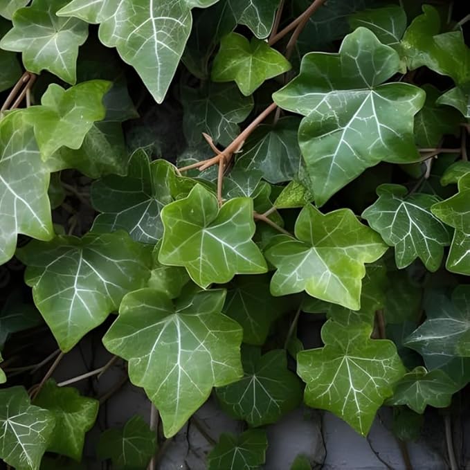 Green English Ivy Live Plant in 4 Inch Pot | Classic English Ivy Indoor Plant with Green Foliage | Easy-Care Trailing Houseplant for Shelves, Desks, Hanging Baskets & Home Décor