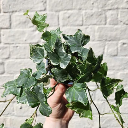 English Ivy Plant Live 4'' Pot, Fast-Growing Trailing Houseplant, Hardy English Ivy Groundcover, Indoor Outdoor Growing (Green Ivy)