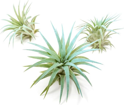 Light Blue Colorful Tillandsia Air Plants -Long Lasting Color Enhanced Live Tillandsia Succulent House Plants - Home and Garden Decor -Easy Care Indoor/Outdoor Plants (Ionantha Rubra, Single)