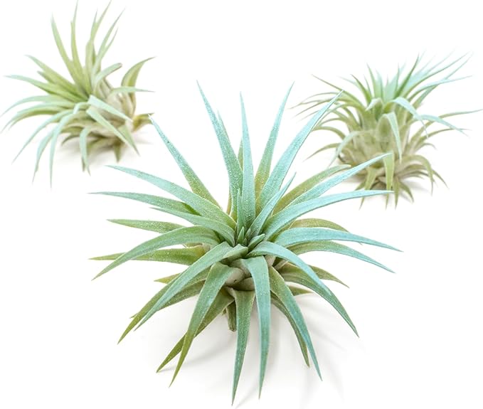 Light Blue Colorful Tillandsia Air Plants -Long Lasting Color Enhanced Live Tillandsia Succulent House Plants - Home and Garden Decor -Easy Care Indoor/Outdoor Plants (Ionantha Rubra, Pack of 3)