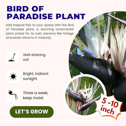 Bird of Paradise Plant Live Houseplant, 5 to 10 Inches Tall, Tropical Strelitzia Reginae Bird of Paradise Bush Live Plant (White Bird of Paradise)