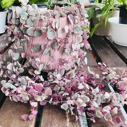 Ceropegia Woodii Variegated String of Hearts Plant Live, Rare Succulent Trailing Vine in Pot, Indoor Houseplant