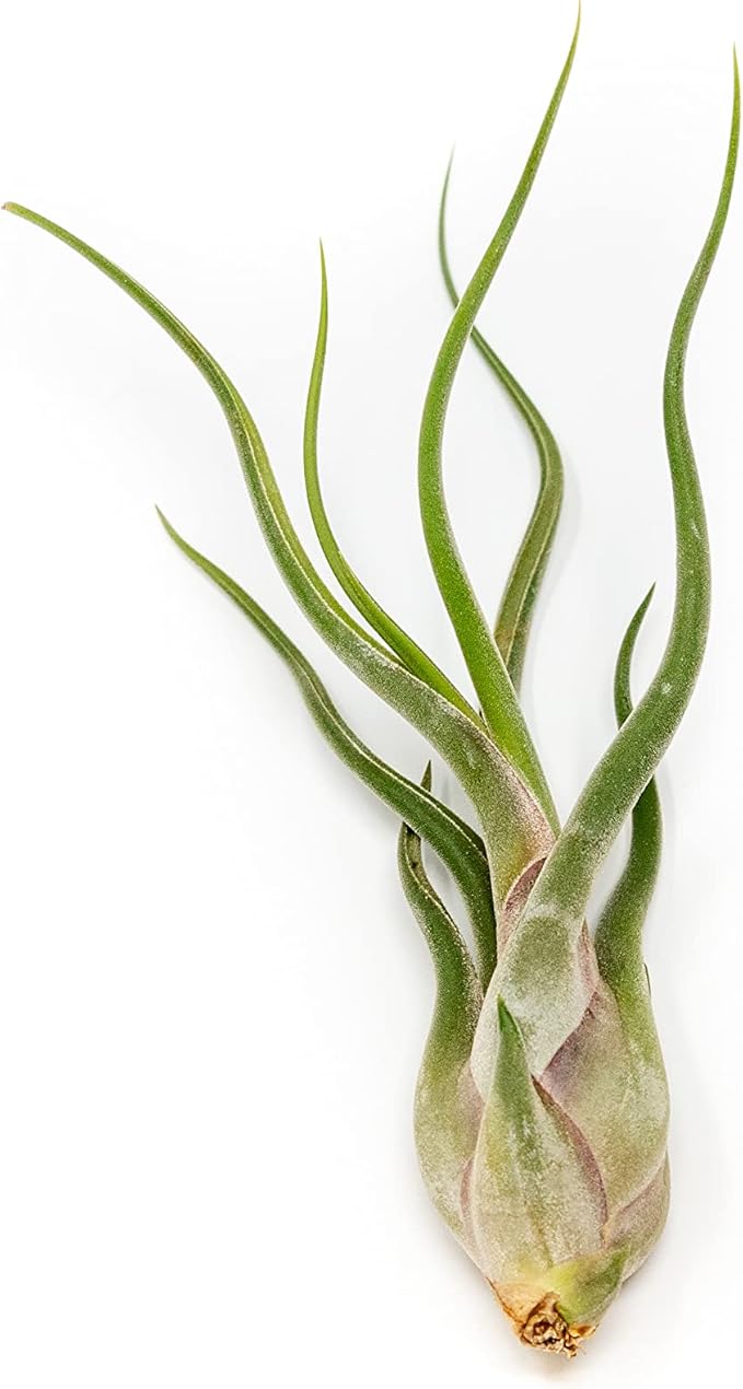 Pack of Wild Ones Air Plants - Tillandsia Caput Medusae, Butzii & Bulbosa Guatemala- Succulent House Plants for Holders-Available in Wholesale/Bulk- Easy Care Indoor/Outdoor Plants (Pack of 6 Large)