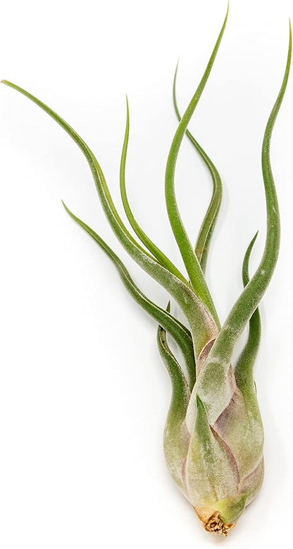 6 Pack of Wild Ones Air Plants -Tillandsia Caput Medusae, Butzii & Bulbosa Guatemala -Air Plants Live Succulent House Plants for Holders -Available in Wholesale/Bulk- Easy Care Indoor/Outdoor Plants
